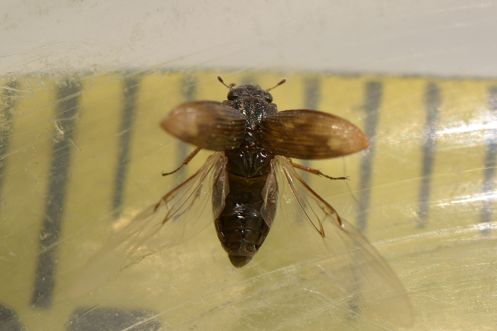 Helophoridae:  Helophorus sp.